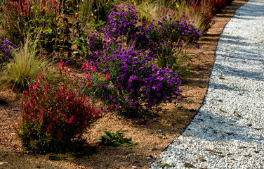 flowering asters in flower bed form a monoculture, a carpet of flowers. behind taller grass. garden...