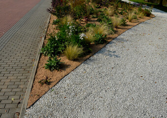 flowering asters in flower bed form a monoculture, a carpet of flowers. behind taller grass. garden...
