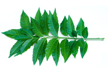 Fresh organic green herbal neem or azadirachta indica leaves on branch isolated on white...