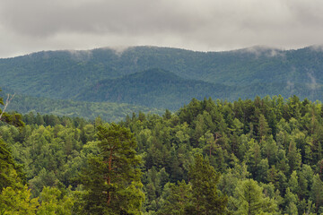forest in the mountains