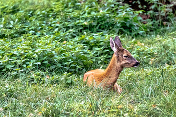 Young European red deer (Cervus elaphus) in Bialowieza Forest, Poland
