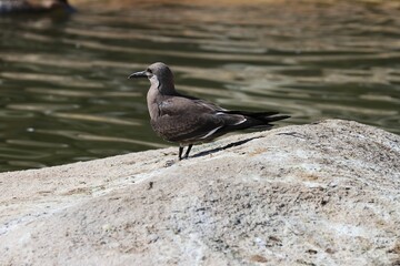 Dark gray gull bird on rock