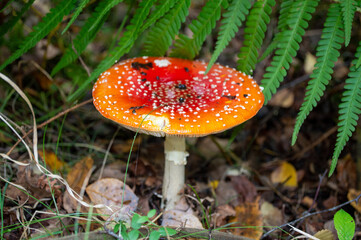 fly agaric mushroom