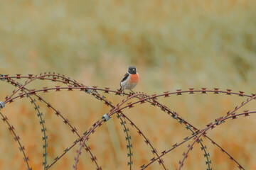 red backed shrike