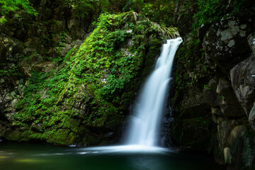 Fototapeta premium 大滝