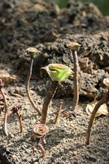 Small suculent in rocky desert