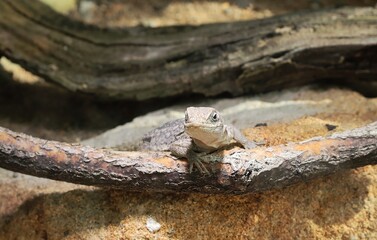 Nice agama on branch portrait