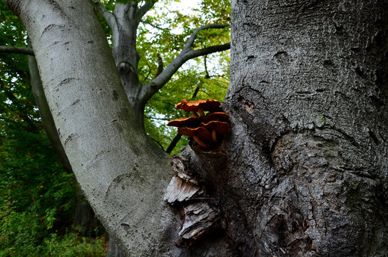 relatively abundantly, individually or less often even in smaller clumps, from May  November on dead trunks of deciduous trees, especially birches, lindens and beeches, sometimes sawdust saprophytism