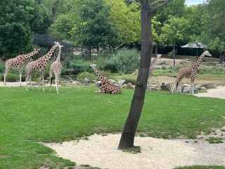 Group of beautiful giant giraffes in zoo enclosure