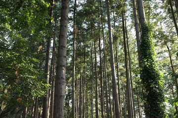 Beautiful view of green trees in forest