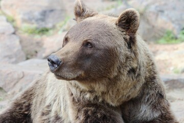 Obraz premium Russian brown bear portrait