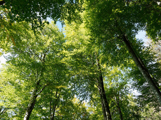 Hotzenwald im Südschwarzwald - Hotzenpfad richtung Pirschweg,  Klingenfelsen und Waldberg. Dichter Wald aus hohe Tannen und Buchen