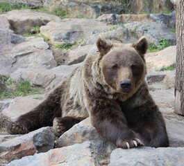 Obraz na płótnie Canvas Russian brown bear portrait