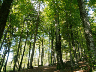 Hotzenwald im Südschwarzwald - Hotzenpfad richtung Pirschweg,  Klingenfelsen und Waldberg. Dichter Wald aus hohe Tannen und Buchen