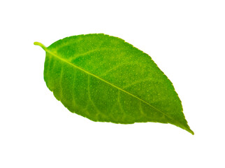 Fototapeta na wymiar Isolated green lemon leaf on white background