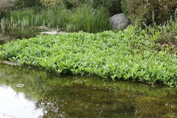 Green grass in swamp