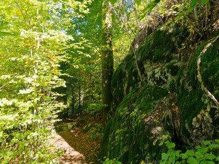 Hotzenwald im Südschwarzwald - Hotzenpfad richtung Pirschweg. Dichter Wald aus Tannen und Buchen....