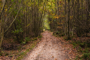 Fototapeta premium Walk through a Chestnut coppice