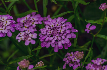 flowers in the garden