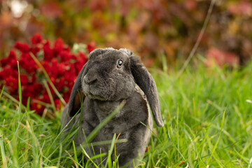 A gray rabbit sits on green grass outdoors. Plush wool. Symbol of 2023.