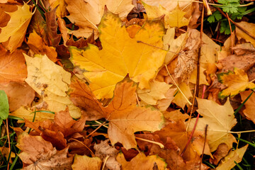 Autumn Leaves and Colour