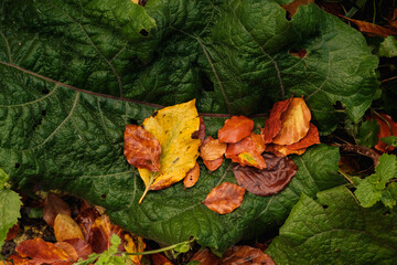 Autumn Leaves and Colour