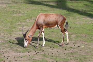 Naklejka na ściany i meble Small brown antelope in zoo