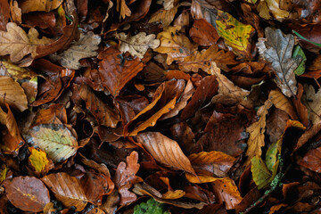 Autumn Leaves and Colour