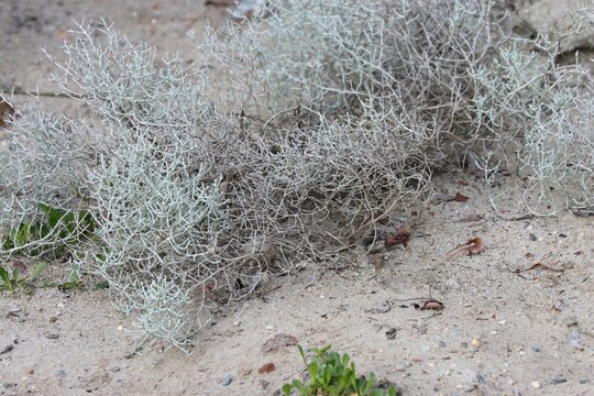 Australien leucophyt silver shrub