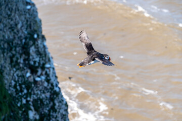 Single Puffin flying soaring and gliding on a cliff face on rugged UK coastline showing black and white feathers and orange and black beak with other nesting seabirds in background