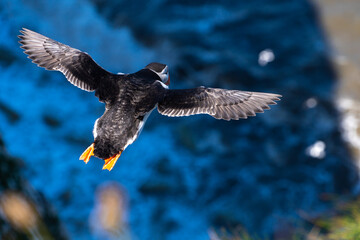 Single Puffin flying soaring and gliding on a cliff face on rugged UK coastline showing black and white feathers and orange and black beak with other nesting seabirds in background