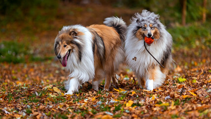 Two collie dogs are playing with a ball in the autumn park. - obrazy, fototapety, plakaty