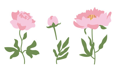 Set of peonies. Wildflower design elements in flat style.