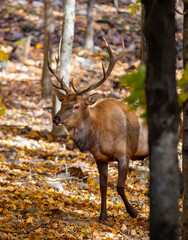 Naklejka na ściany i meble Red deer with large antlers walking in the forest in autumn in Canada