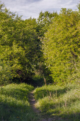 path in the forest