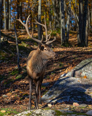 Obraz na płótnie Canvas Red deer with large antlers walking in the forest in autumn in Canada