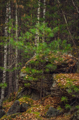 path in the forest