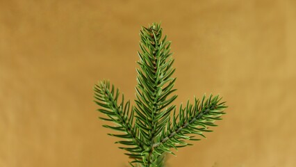 Spruce branch on a monochromatic background. 