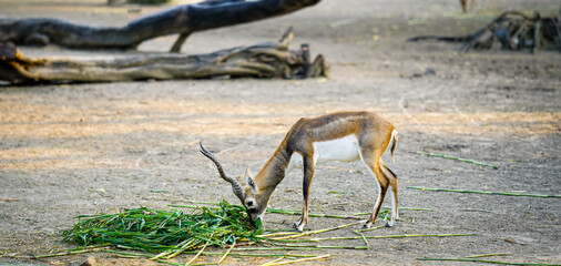 a cute deer animal eating green grass concept image