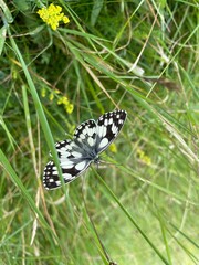 butterfly on grass