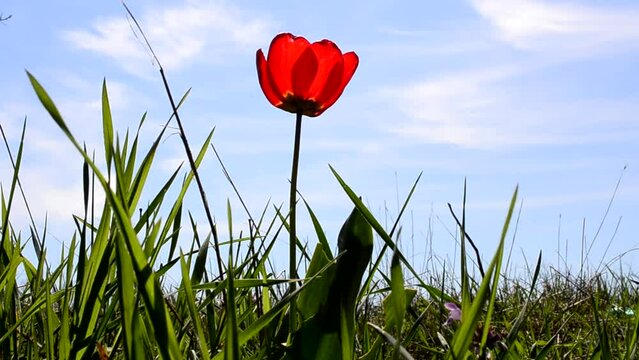 Spring tulip. Spring breeze