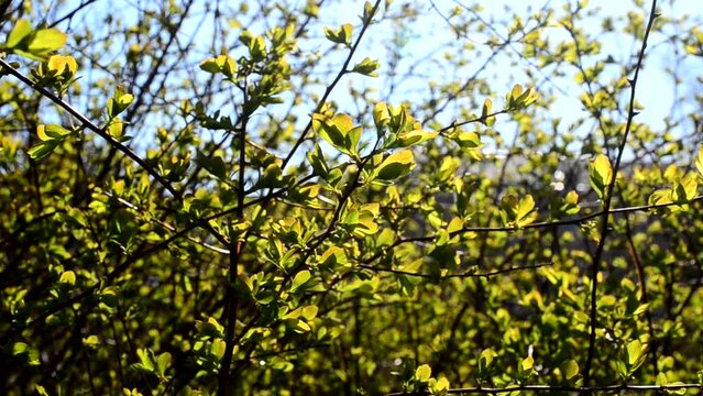 Shooting in April. Leaves in the spring