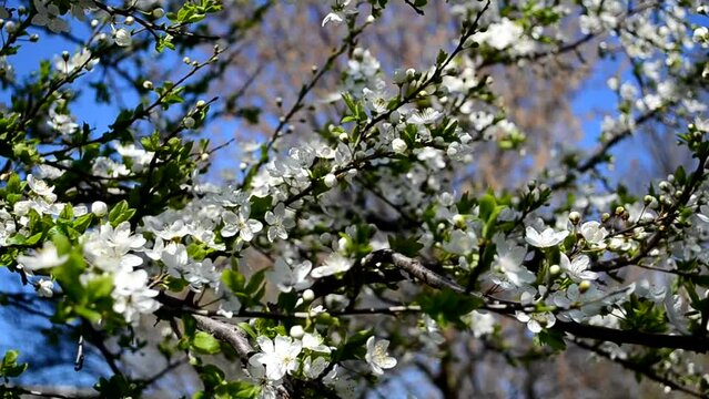 Fruit trees. Shooting in the spring