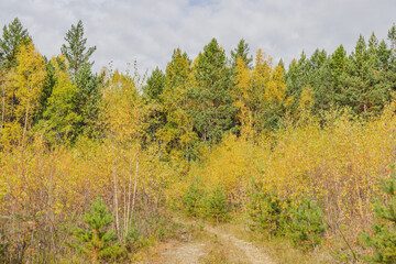 forest in the autumn