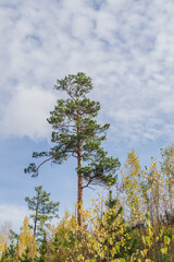 Obraz premium tree in the forest