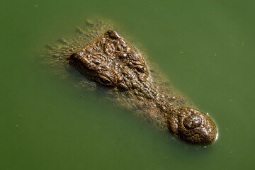 Crocodile head in the water