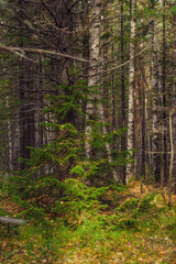 Obraz premium forest in autumn