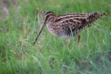 Common Snipe Gallinago gallinago foraging in wet meadow