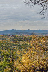 landscape with trees
