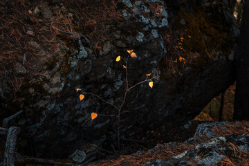 autumn in the forest